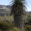 Overland Track, Cradle Mountain to Lake St Claire, Tasmania 2009